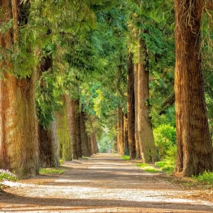 chemin-ostéopathie